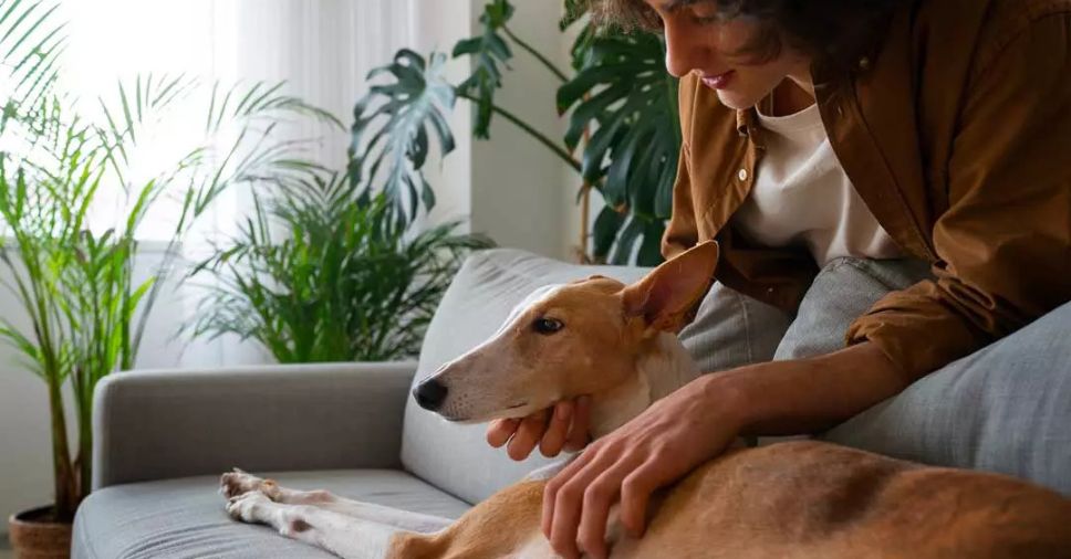 Morando com patinhas: a decoração de casa com pets