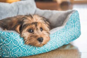 Cachorro deitado em caminha para pet